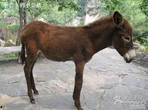 小毛驴照片,捕捉田园生活的纯真与美好